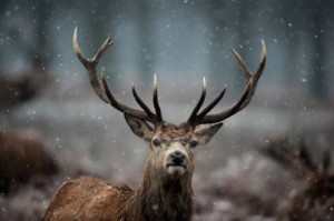 Создать мем: red deer, олень шаблон, мем наивный олень