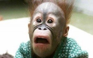 Create meme: the monkey is in shock, funny monkey, funny monkey 