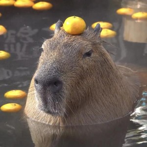 Create meme: capybara animal, capybaras