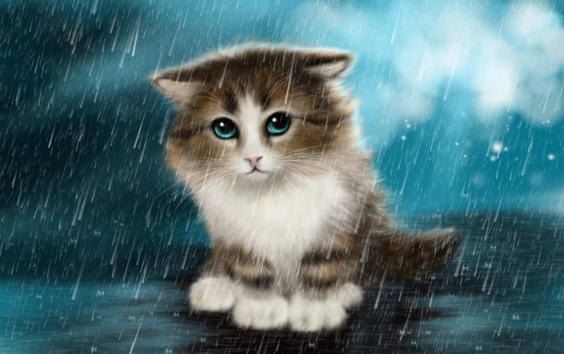 Create meme: cat in the rain, cat in the rain, cat in the rain