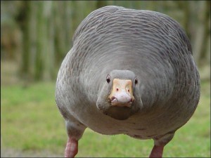 Create meme: goose, fat goose, fat goose