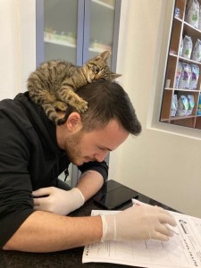Create meme: cat , cat , the job of a veterinarian