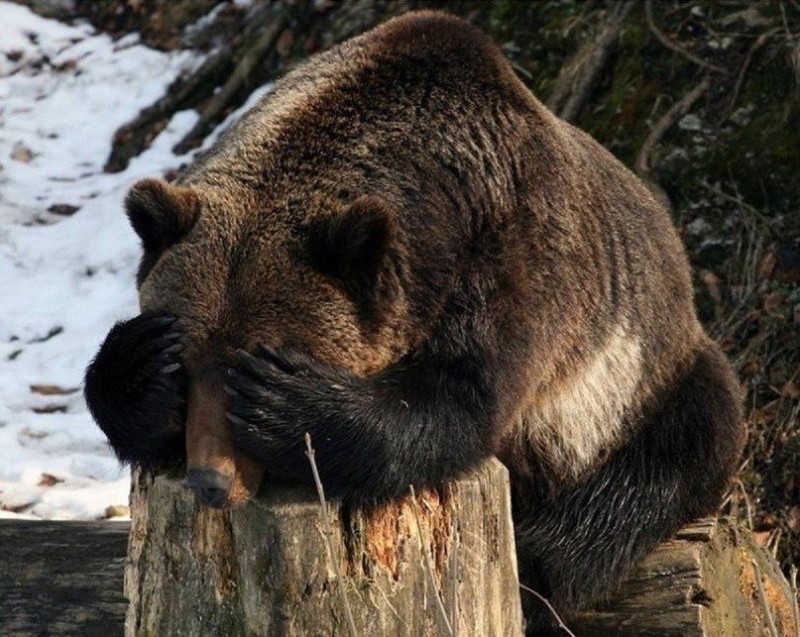 Create meme: a brown bear in hibernation, grizzly bears, brown bear in the den