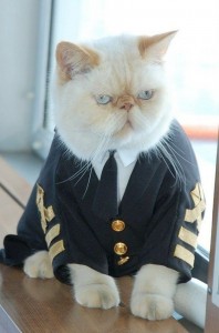 Создать мем: котики, кошки, кот моряк