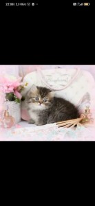 Create meme: fluffy kittens, fluffy cat, Persian kittens