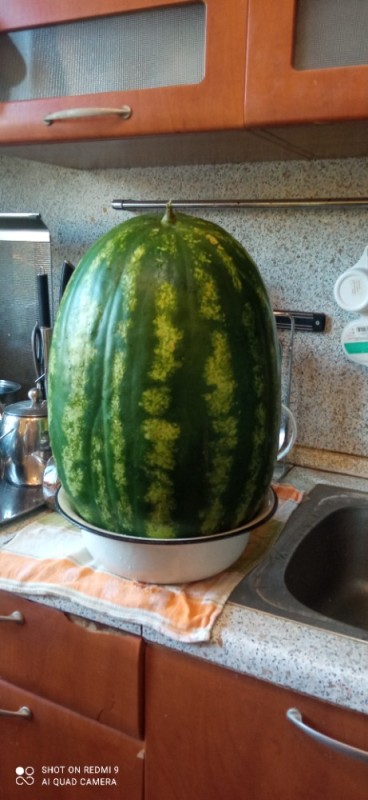 Create meme: watermelon , watermelon juice, watermelon melon