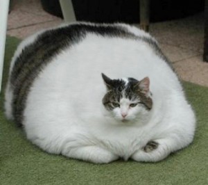 Create meme: the fat cat, the fattest cat in the world, fat cat