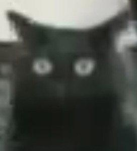 Создать мем: косоглазый кот мем, чёрная кошка, cat