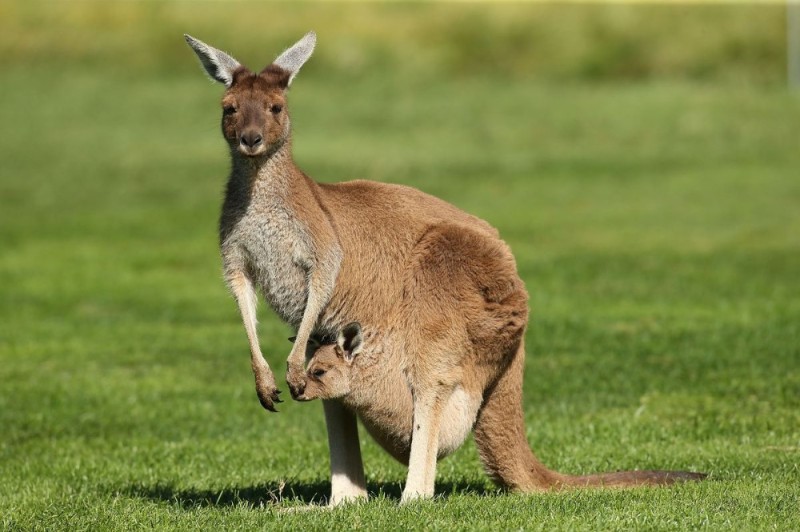 Create meme: the female kangaroo, kangaroos in australia, Australia 