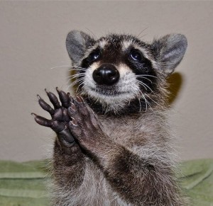 Create meme: raccoon Friday, pictures of raccoons, raccoon gargle
