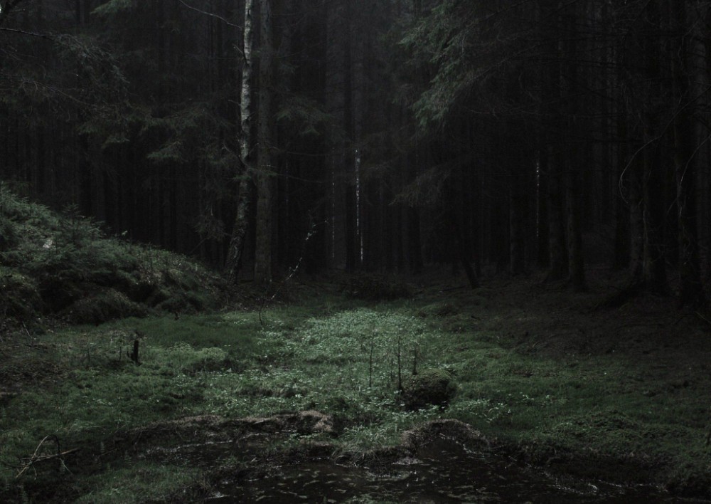 Create meme: photo of a dark forest, Gloomy Forests (2019) movie, Gloomy forests