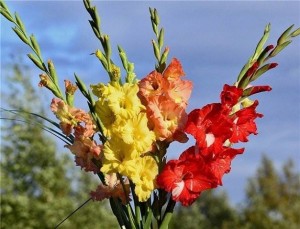 Создать мем: букет цветов на фиджи, свадебный букет из гладиолусов, gladiolus