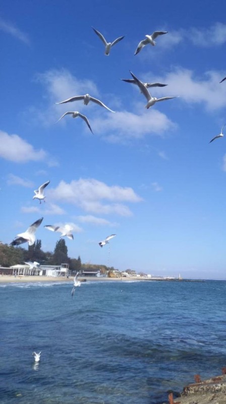 Create meme: Sochi sea of seagulls, sea seagull, sea surf and seagulls