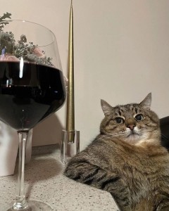 Создать мем: грустный кот степан, с бокалом вина, большие котики