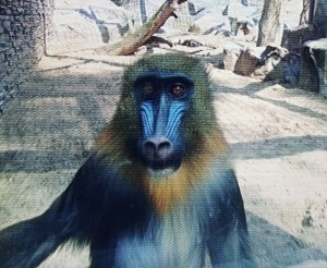 Create meme: mandrill female, baboon, picture