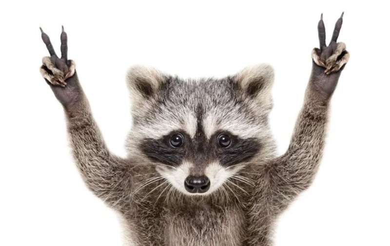 Create meme: raccoon , raccoon on white background, the raccoon waves