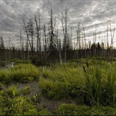 Create meme: swampy swamp, swamps of russia, Sabaevsky swamp