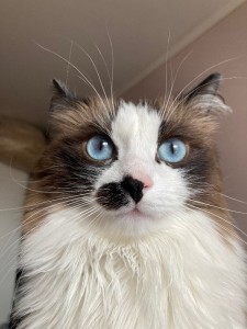 Create meme: cat ragdoll, ragdoll, breed ragdoll