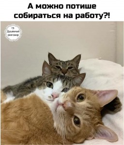 Создать мем: веселые кошки, смешные коты, милые котики смешные