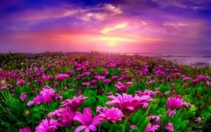 Create meme: beautiful nature, sunrise with flowers, flowers at dawn