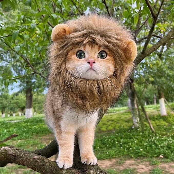 Create meme: a cat with a lion's mane, Dear lion, The cat is the king of animals