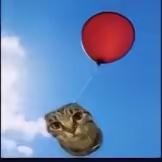 Create meme: The balls fly into the sky, The cat flies on balloons, a cat with a ball