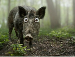 Create meme: wild boar in the forest, boar, wild boar