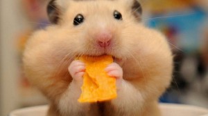 Create meme: the Syrian hamster, hamster funny, hamster