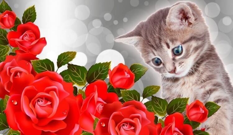 Create meme: kittens with roses on the phone, kitten with a rose, kitten postcard