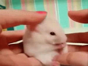 Create meme: masturbatsiya hamster GIF, the hamster is in shock, cute GIF