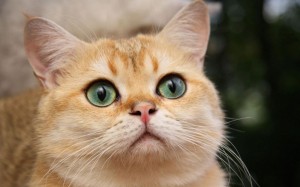 Create meme: cats, cats, face of a cat