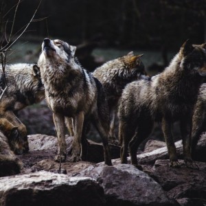 Create meme: a pack of wolves, wolves in the woods, the wolf pack