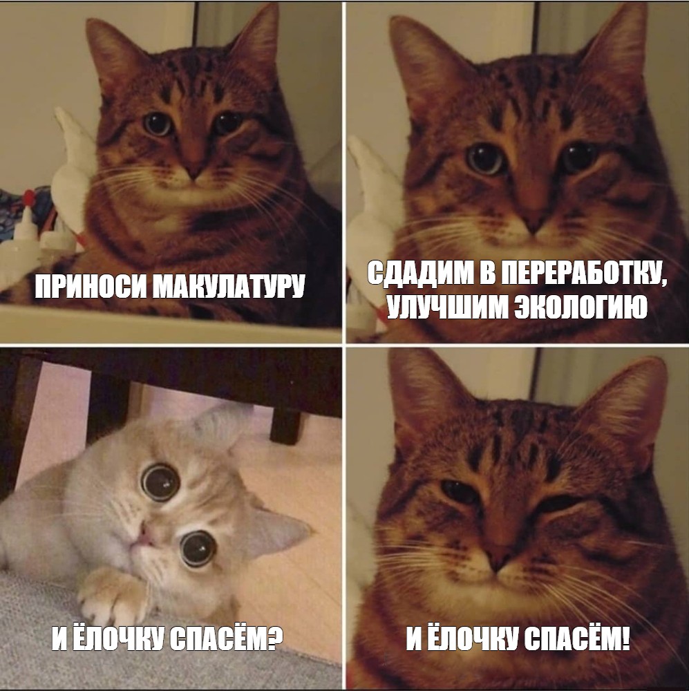 Рыжий кот картинка мем