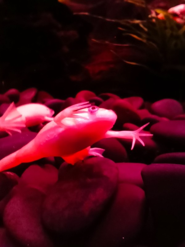 Create meme: The axolotl is pink, axolotl fish, the axolotl of the Mexican ambystoma