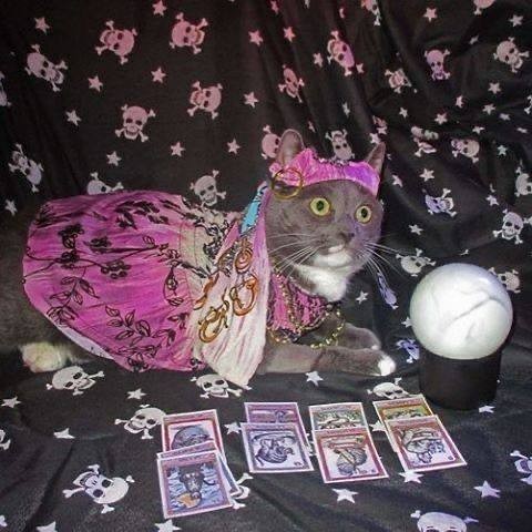 Create meme: a cat in a scarf, fortune teller cat, cat 