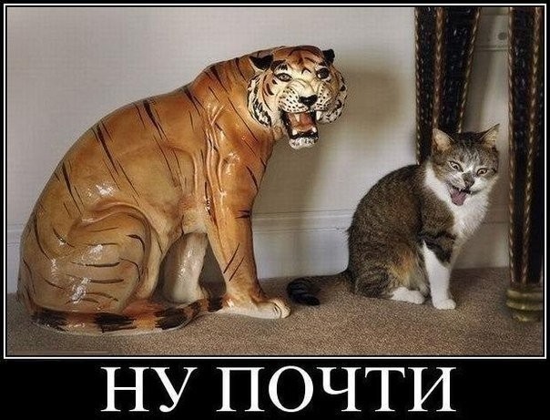 Создать мем: тигр и кошка, котик, тигр