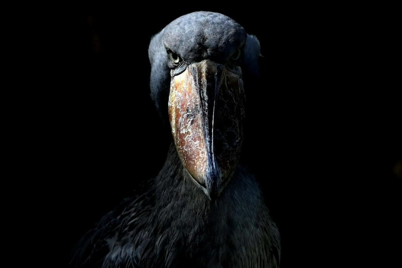 Create meme: the shoebill , the whale - headed bird, The royal heron whalehead