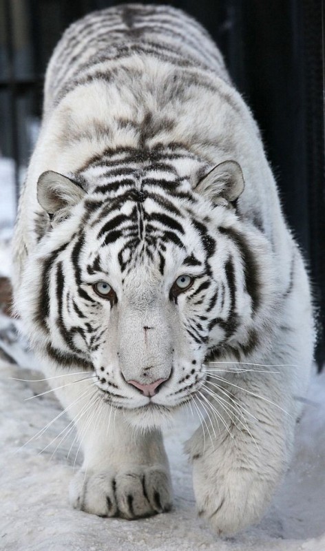 Create meme: the albino bengal tiger, white Bengal tiger , Siberian tiger white