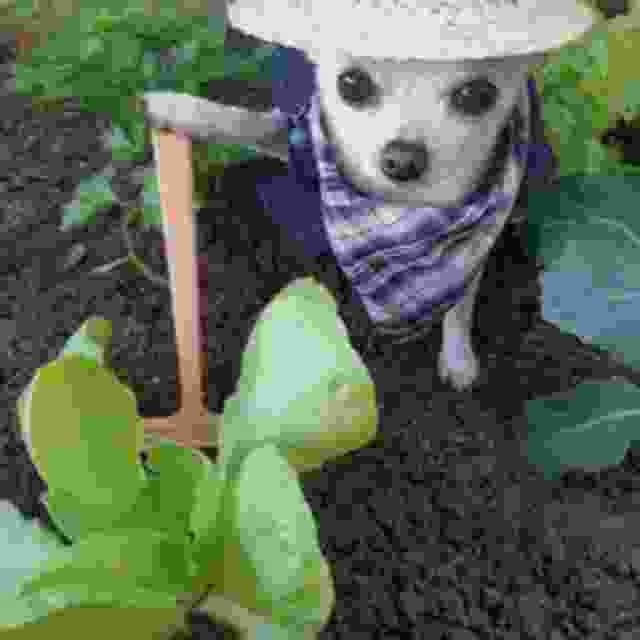 Create meme: Chihuahua dog, chihuahua teacup, Mexican chihuahua dog breed