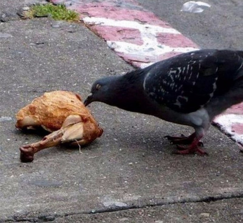 Create meme: dove , pigeon eats chicken, dove common 