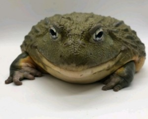 Create meme: the bull frog water pot, African bull frog, the bull frog