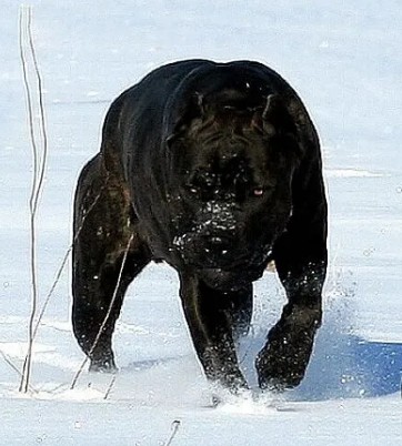 Create meme: cane corso, cane corso, breed cane Corso