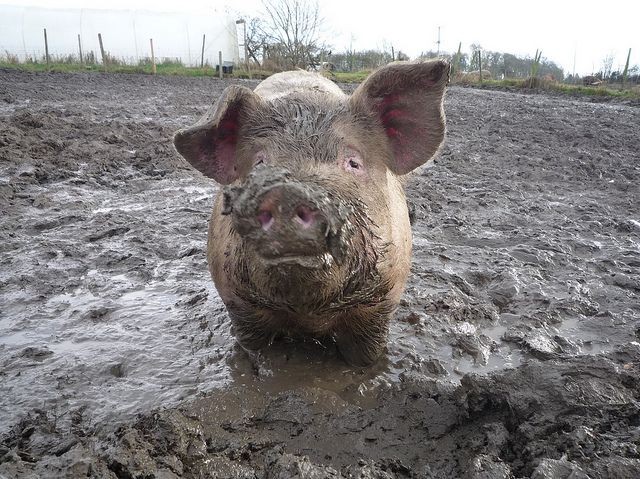 Create meme: pigs in a puddle, A pig is swimming in mud, pigs