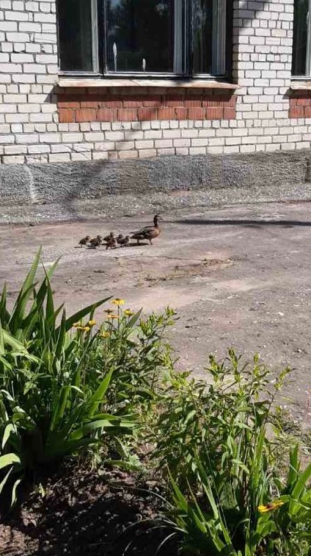 Create meme: duck yard, ducks in the yard, The duck family