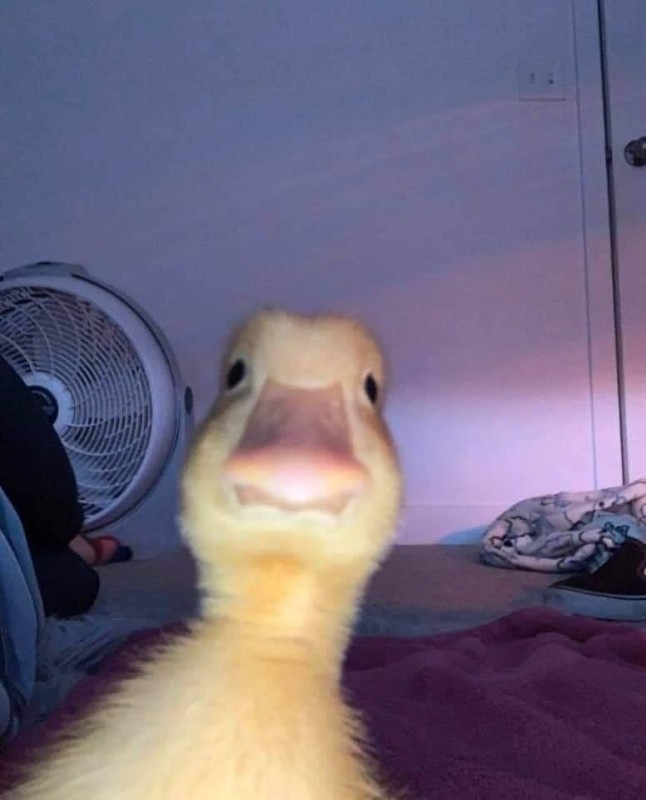 Create meme: duck duck, duck selfie, the duckling is cute