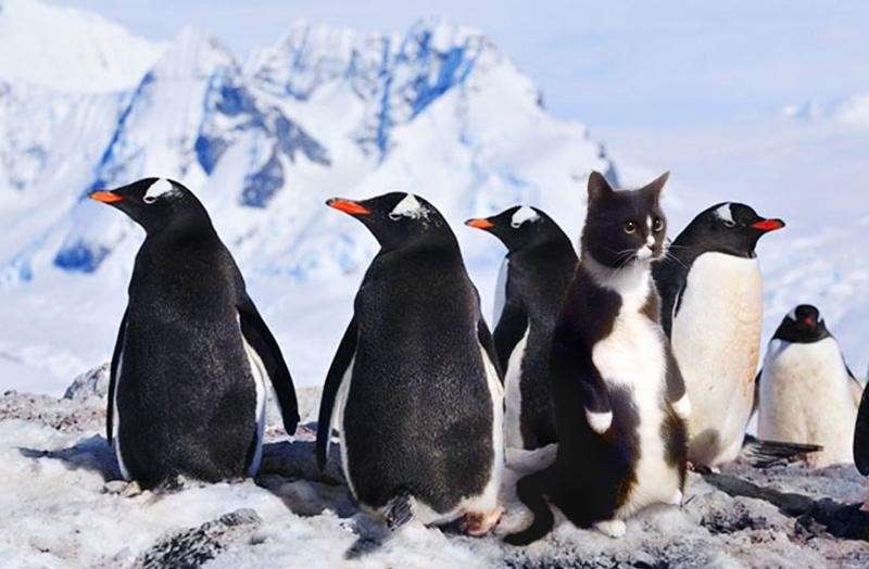 Create meme: Pygoscelis, penguin , the penguin cat