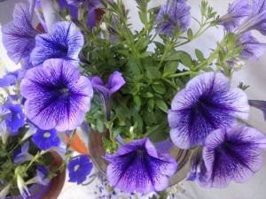 Create meme: petunias, Petunia Elena Prekrasnaya, Petunia photo