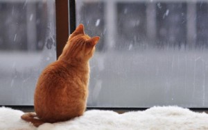 Create meme: the first snow, cat in winter