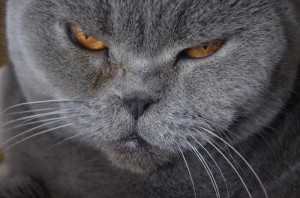 Create meme: British cat, grey cat, cat Briton