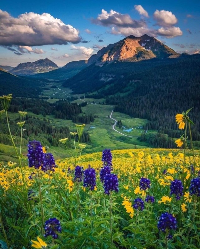 Create meme: landscape mountains flowers, olympic national park meadows mountains flowers glade, nature mountains flowers